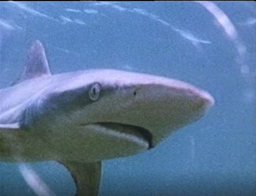 Rhyme: sound, beat, repeat. A fun song about sharks Image