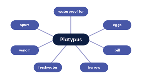 Word web diagram shows the word 'platypus' in the centre of the web, with spokes radiating out to the words 'eggs', 'bill', 'burrow', 'freshwater', 'venom', 'spurs' and 'waterproof fur'.