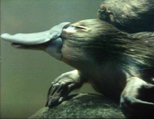 Rhyme: sound, beat, repeat. A fun song about platypus Image